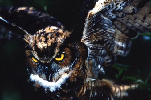 great-horned-owl1